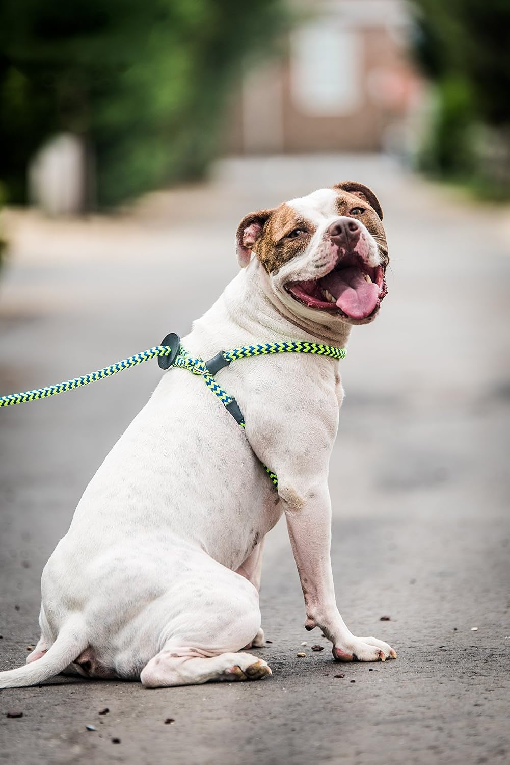 No Pull Dog Harness and Leash Set, anti Pull Dog Harness, One-Piece Cushioned Rope Safely Prevents Escaping and Pulling (Medium/Large, Peacock/Blue/Lime)