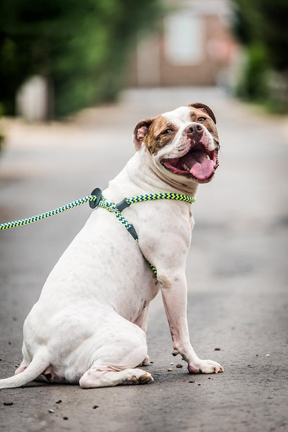 No Pull Dog Harness and Leash Set, anti Pull Dog Harness, One-Piece Cushioned Rope Safely Prevents Escaping and Pulling (Medium/Large, Peacock/Blue/Lime)