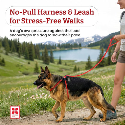 No Pull Dog Harness and Leash Set, anti Pull Dog Harness, One-Piece Cushioned Rope Safely Prevents Escaping and Pulling (Medium/Large, Peacock/Blue/Lime)